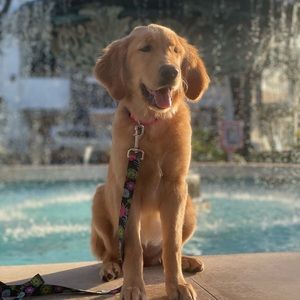 Meet your Posher, Dene